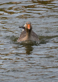 Duck swimming in lake