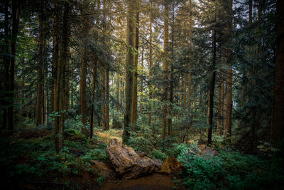 Pine trees in forest