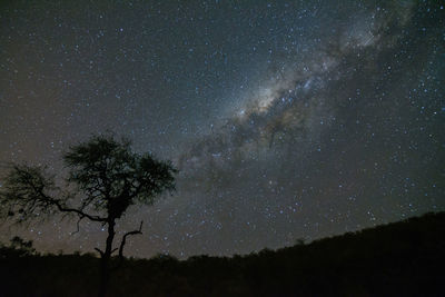 Low angle view of silhouette trees against sky at night