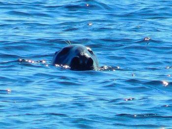Swimming in sea