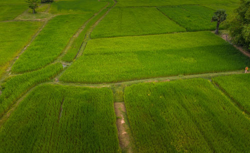 Scenic view of agricultural field