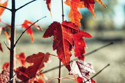 Close-up of maple leaves on branch during autumn