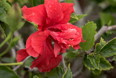 Close-up of red flowering plant