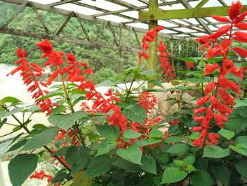 Close-up of red flowers