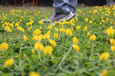 Yellow flowering plants on field