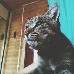 Close-up of cat sitting