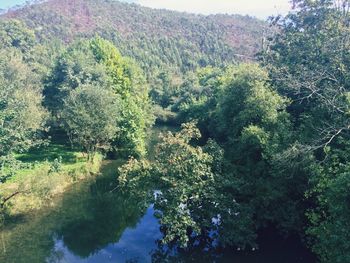 Scenic shot of trees on riverbank