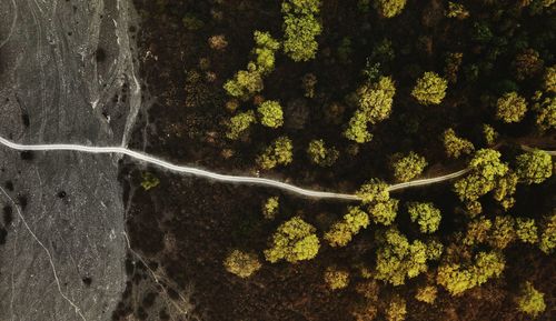 Close-up of moss growing on tree trunk