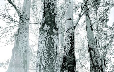 Low angle view of trees in forest against sky