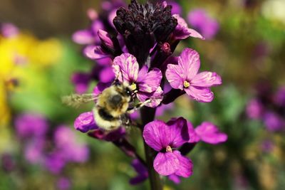 Close-up of honey bee on pink flower