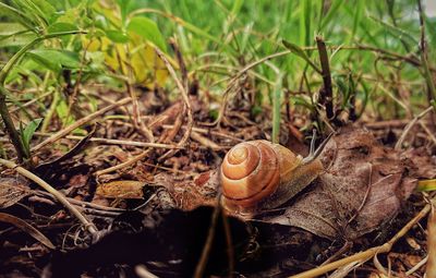 Close-up of snail on land