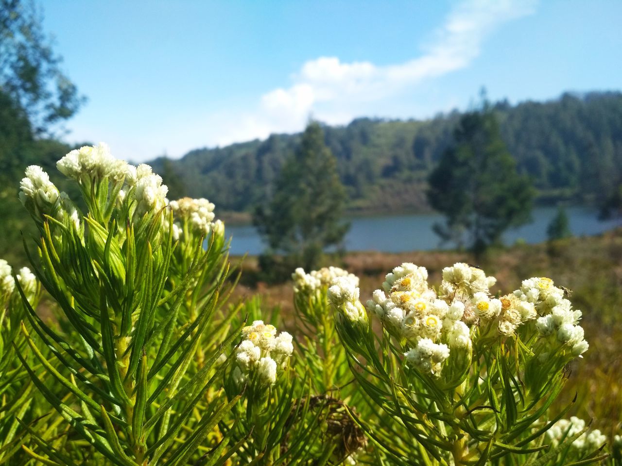 plant, grass, nature, meadow, beauty in nature, flower, flowering plant, sky, tree, green, freshness, land, wildflower, landscape, environment, no people, growth, scenics - nature, mountain, tranquility, day, water, field, natural environment, cloud, prairie, sunlight, focus on foreground, springtime, tranquil scene, non-urban scene, vegetation, outdoors, rural area, summer, lawn, grassland, lake, garden, travel destinations, rural scene, blossom, white, close-up, forest, leaf, travel, coniferous tree, pine tree, mountain range, plant part