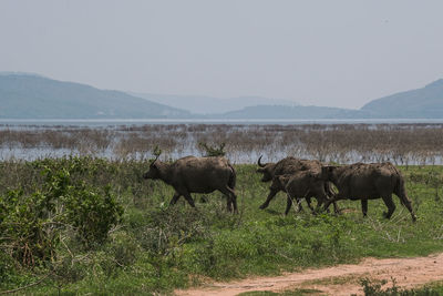 View of sheep on field against sky