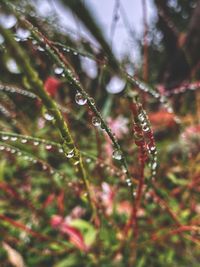 Close-up of wet plant leaves during rainy season