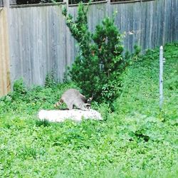 Squirrel on grass