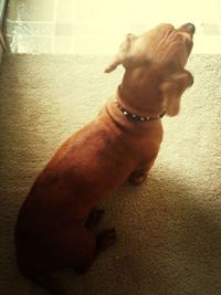 Close-up of dog