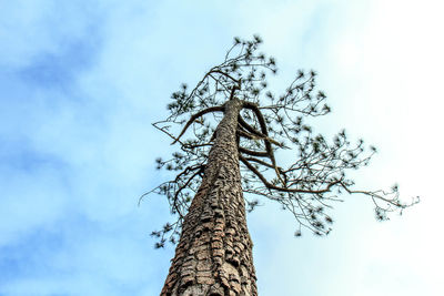 Low angle view of bare tree against sky