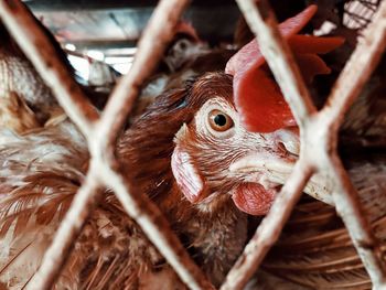 Close-up view of a chicken face