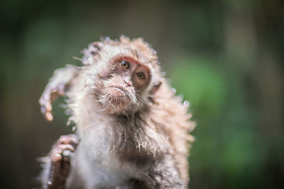 Close-up portrait of a monkey