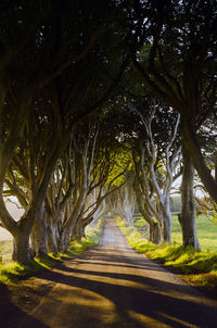 Narrow pathway along trees