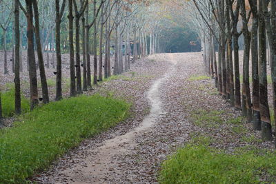 Road amidst trees in forest