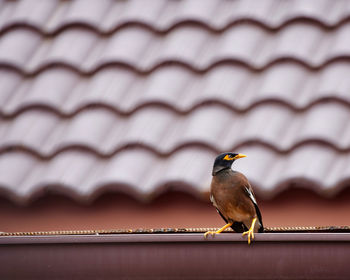 Close-up of bird perching on roof