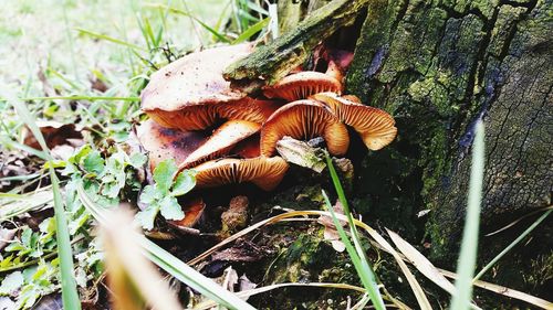 Close-up of mushroom growing in forest