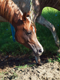 High angle view of horse grazing on land