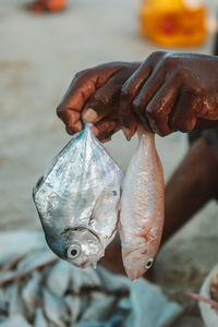 Close up of a man hands holding two fish