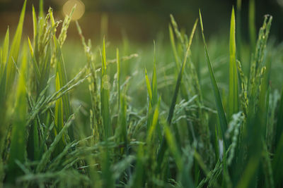 Close-up of grass growing on field