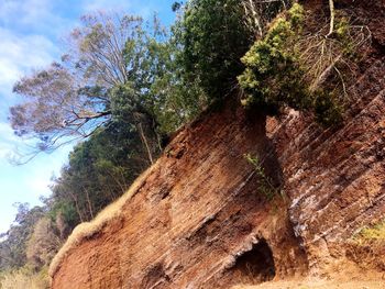 Low angle view of tree against sky