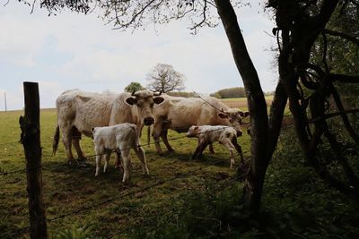 Horses in a field