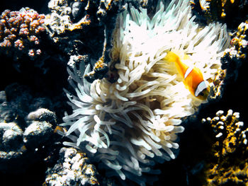 Close-up of coral in sea