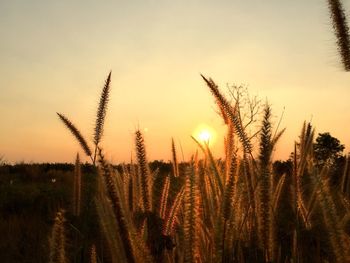 Scenic view of field against sky during sunset