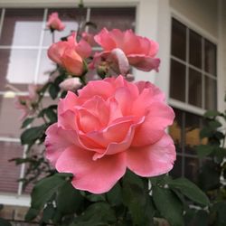 Close-up of pink rose