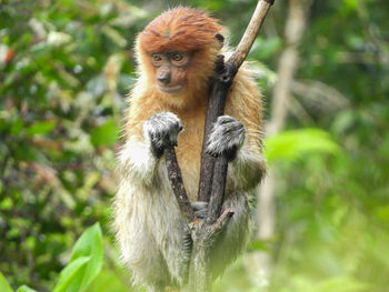 Portrait of a monkey