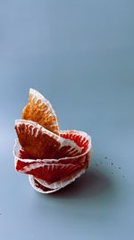Close-up of red flower