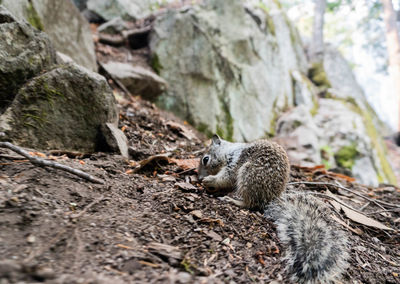 Squirrel on rock
