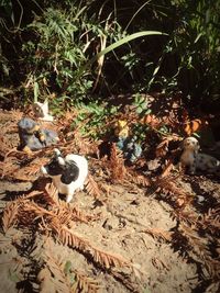 Close-up of bird against plants