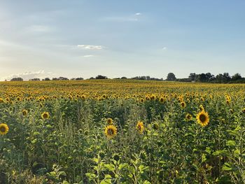 Scenic view of sunflower field against sky