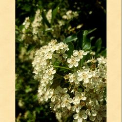 Close-up of white flowers