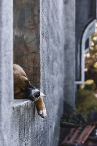 View of dog lying on window sill