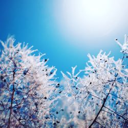 Low angle view of cherry blossoms against sky