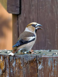 Close-up of bird perching on wood