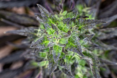 Close-up of frost on leaves during winter