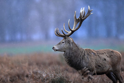 A red deer stag up close