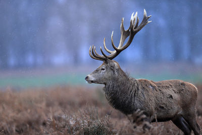 Deer in a field