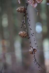 Close-up of wilted plant