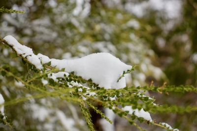 Close-up of snow on branch