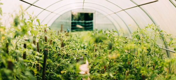 Plants growing on field